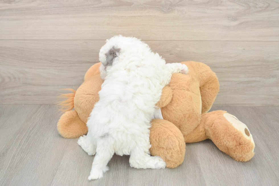 Best Poochon Baby