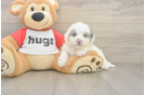 Best Poochon Baby