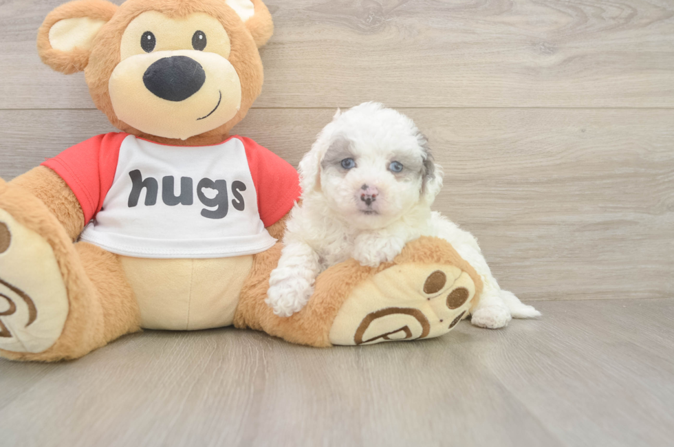 5 week old Poochon Puppy For Sale - Lone Star Pups
