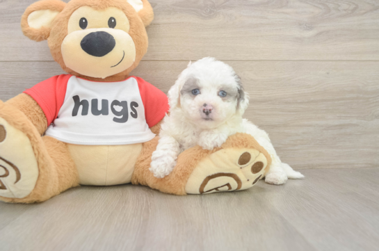 Best Poochon Baby
