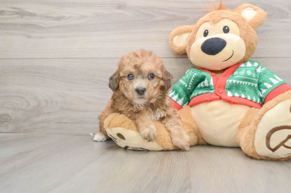 5 week old Poochon Puppy For Sale - Lone Star Pups