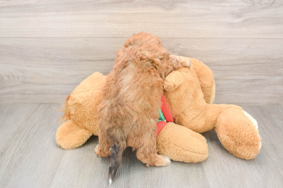 Poochon Pup Being Cute