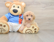 6 week old Poochon Puppy For Sale - Lone Star Pups