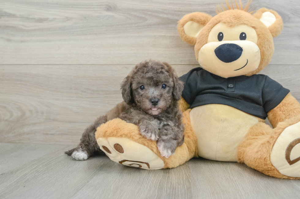 5 week old Poochon Puppy For Sale - Lone Star Pups