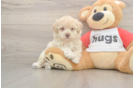Best Poochon Baby