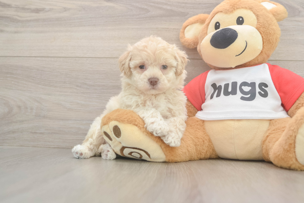 Best Poochon Baby