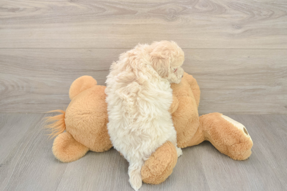 Playful Bichpoo Poodle Mix Puppy