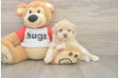 Best Poochon Baby