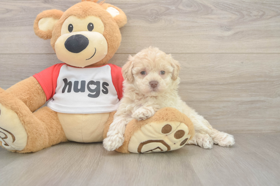 5 week old Poochon Puppy For Sale - Lone Star Pups