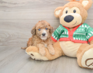 7 week old Poochon Puppy For Sale - Lone Star Pups