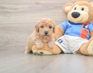 6 week old Poochon Puppy For Sale - Lone Star Pups
