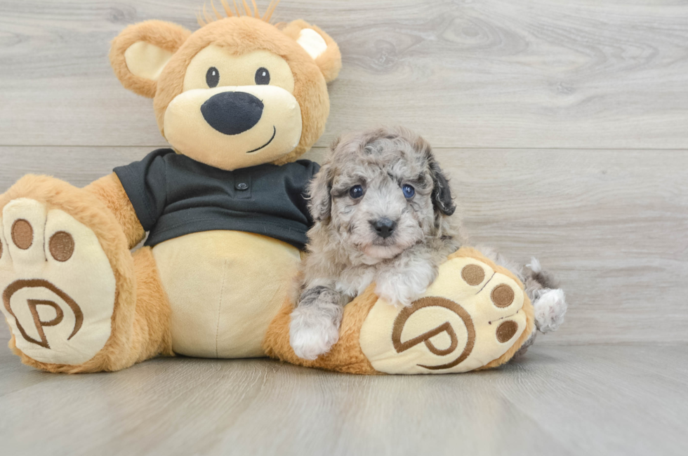 6 week old Poochon Puppy For Sale - Lone Star Pups