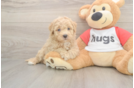 Popular Poochon Poodle Mix Pup