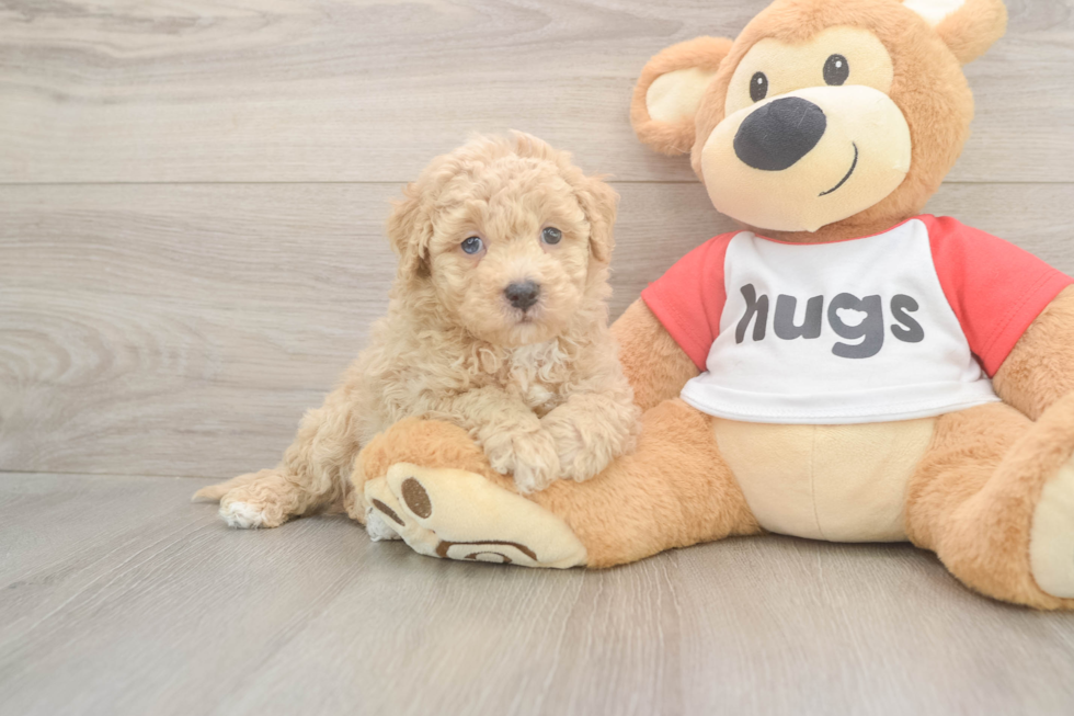 Popular Poochon Poodle Mix Pup