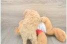 Poochon Pup Being Cute