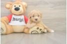 Poochon Puppy for Adoption