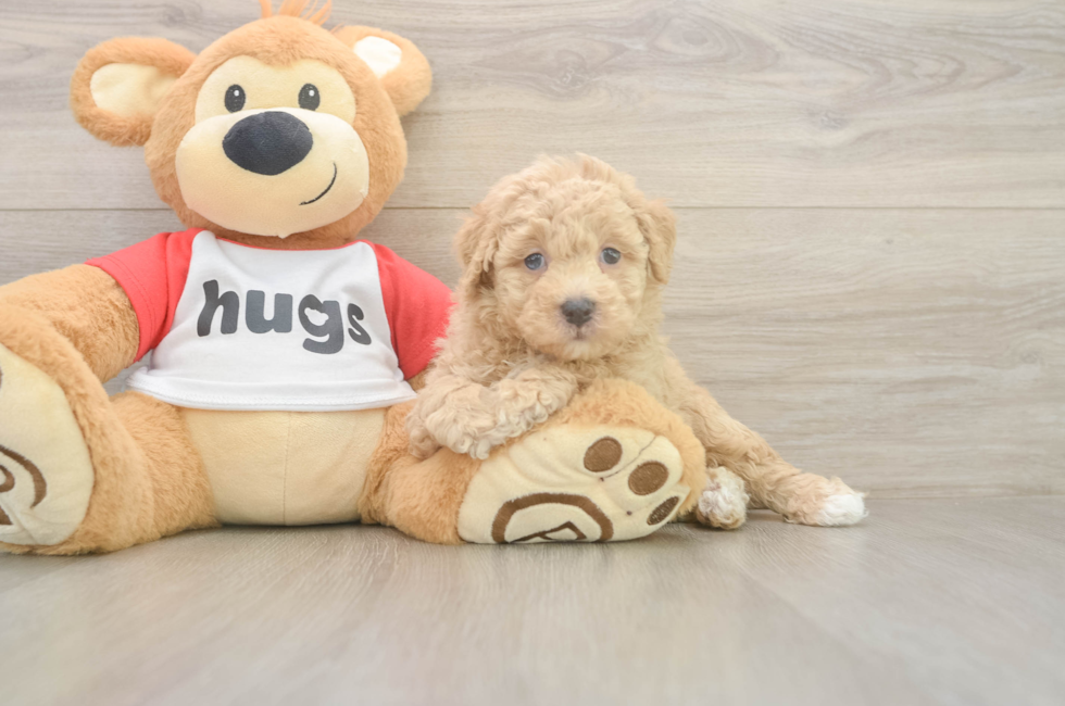 5 week old Poochon Puppy For Sale - Lone Star Pups
