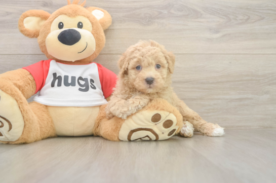 Poochon Puppy for Adoption