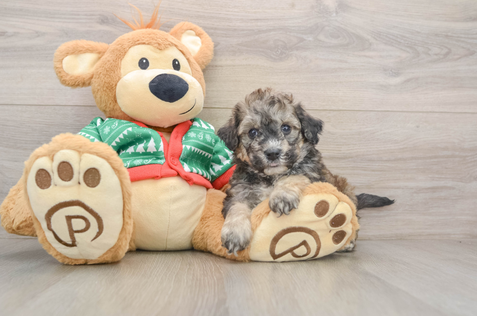 5 week old Poochon Puppy For Sale - Lone Star Pups