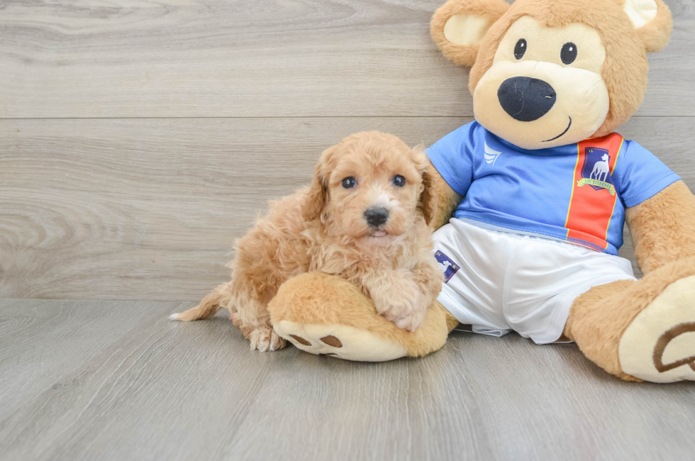 5 week old Poochon Puppy For Sale - Lone Star Pups