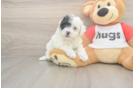 Best Poochon Baby