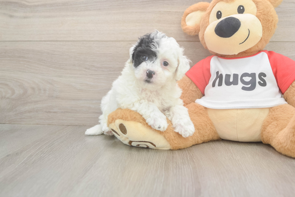 Best Poochon Baby