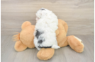 Friendly Poochon Baby