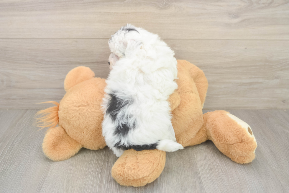 Friendly Poochon Baby