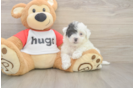 Best Poochon Baby