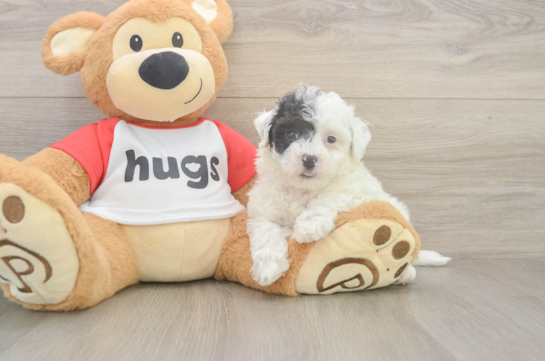 Best Poochon Baby