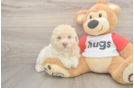 Fluffy Poochon Poodle Mix Pup