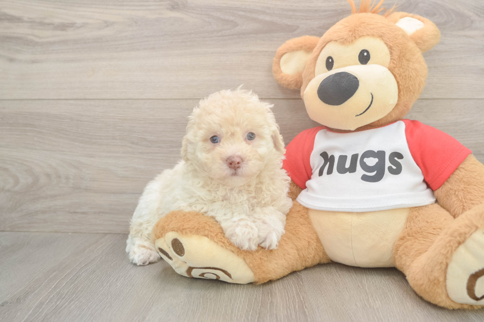 Fluffy Poochon Poodle Mix Pup
