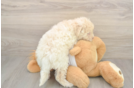 Cute Poochon Baby