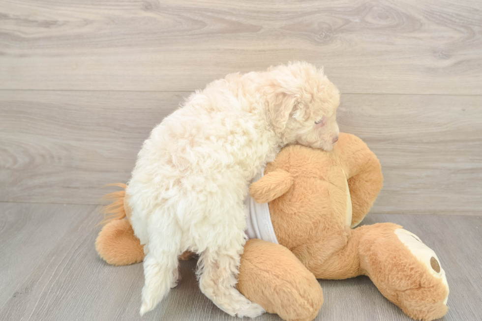 Cute Poochon Baby