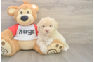 Best Poochon Baby