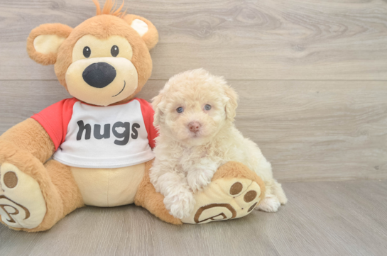 Best Poochon Baby