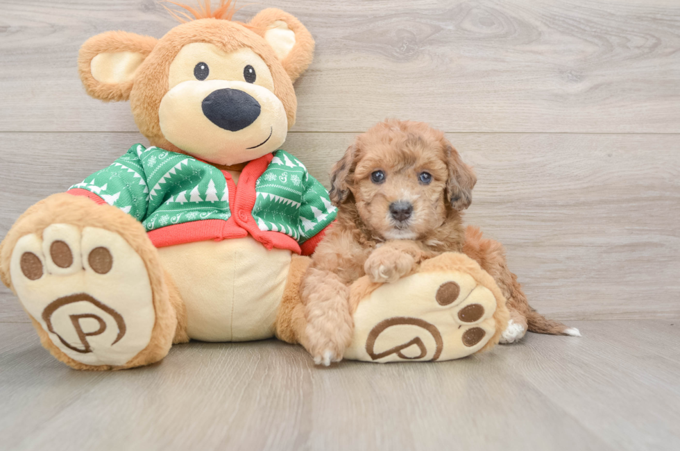 5 week old Poochon Puppy For Sale - Lone Star Pups