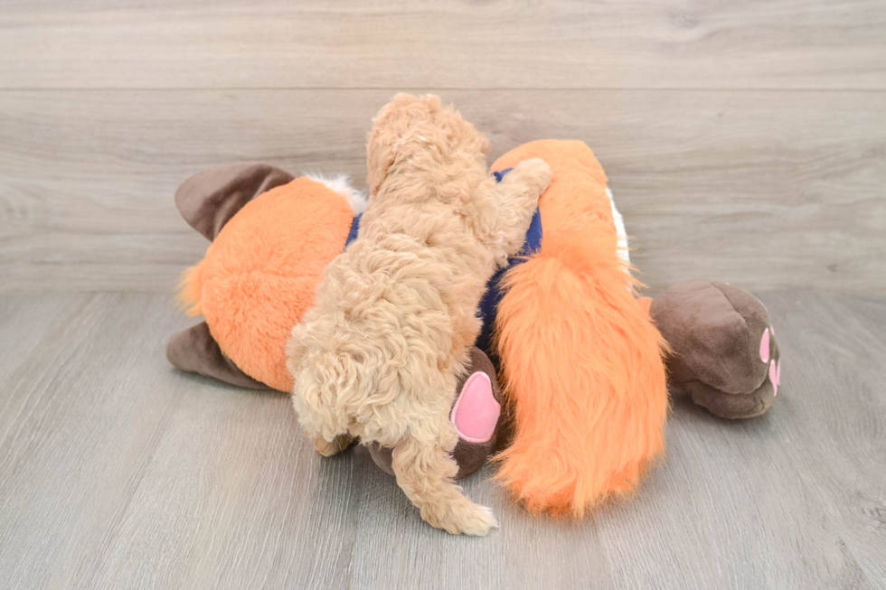 Poochon Puppy for Adoption