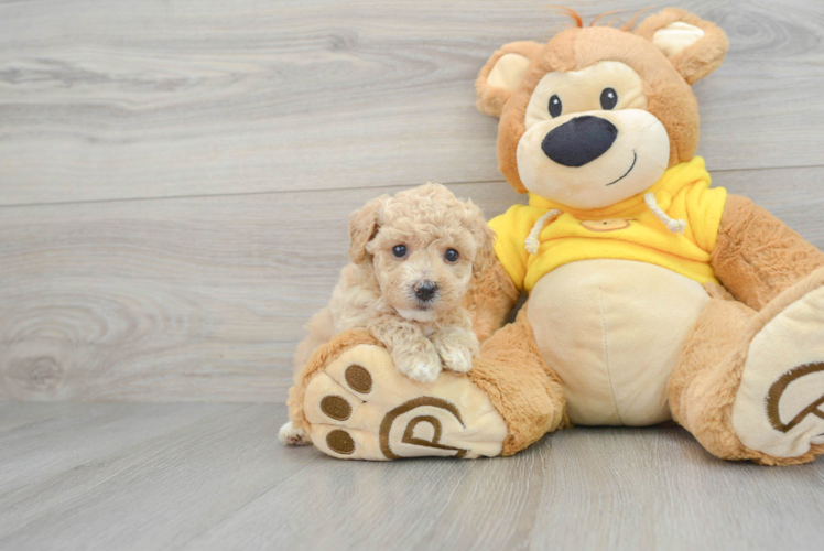 Playful Bichpoo Poodle Mix Puppy