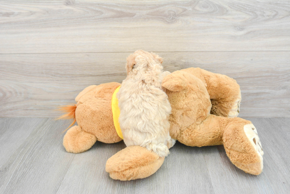 Smart Poochon Poodle Mix Pup