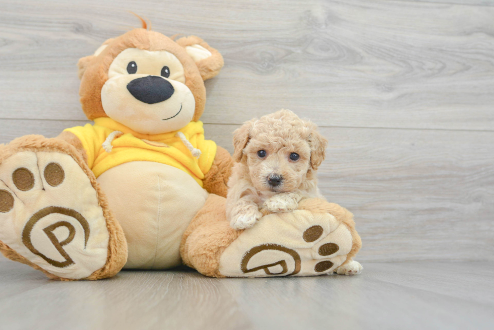 Poochon Pup Being Cute