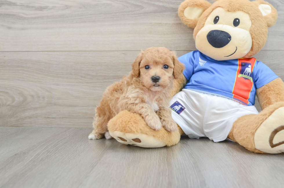 5 week old Poochon Puppy For Sale - Lone Star Pups