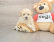 8 week old Poochon Puppy For Sale - Lone Star Pups