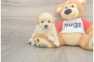 Poochon Puppy for Adoption