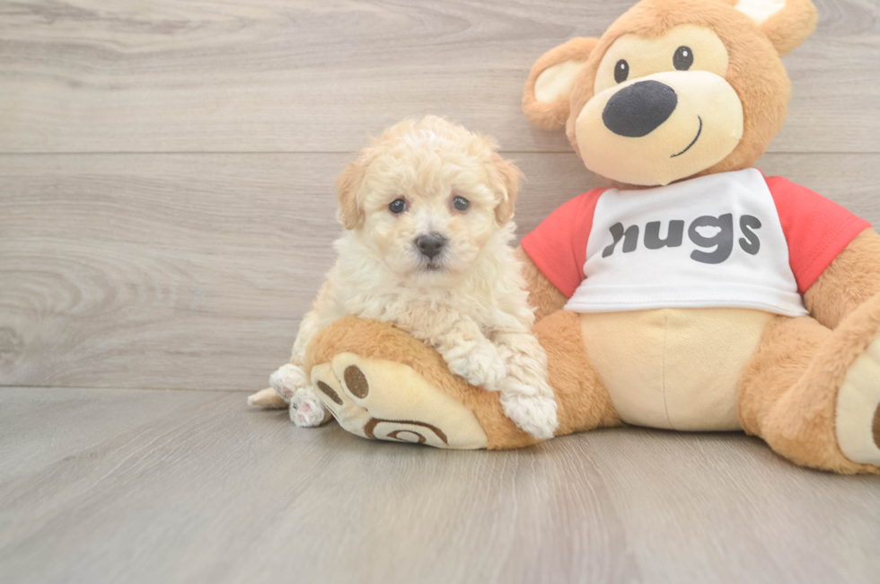 5 week old Poochon Puppy For Sale - Lone Star Pups