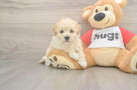 Poochon Puppy for Adoption