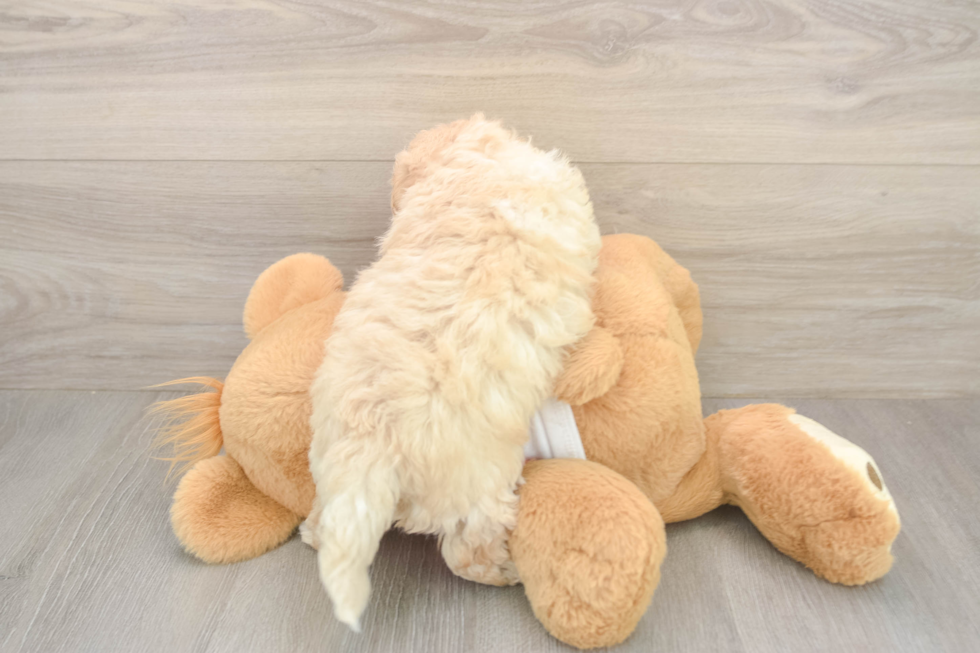 Poochon Pup Being Cute
