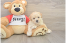 Funny Poochon Poodle Mix Pup