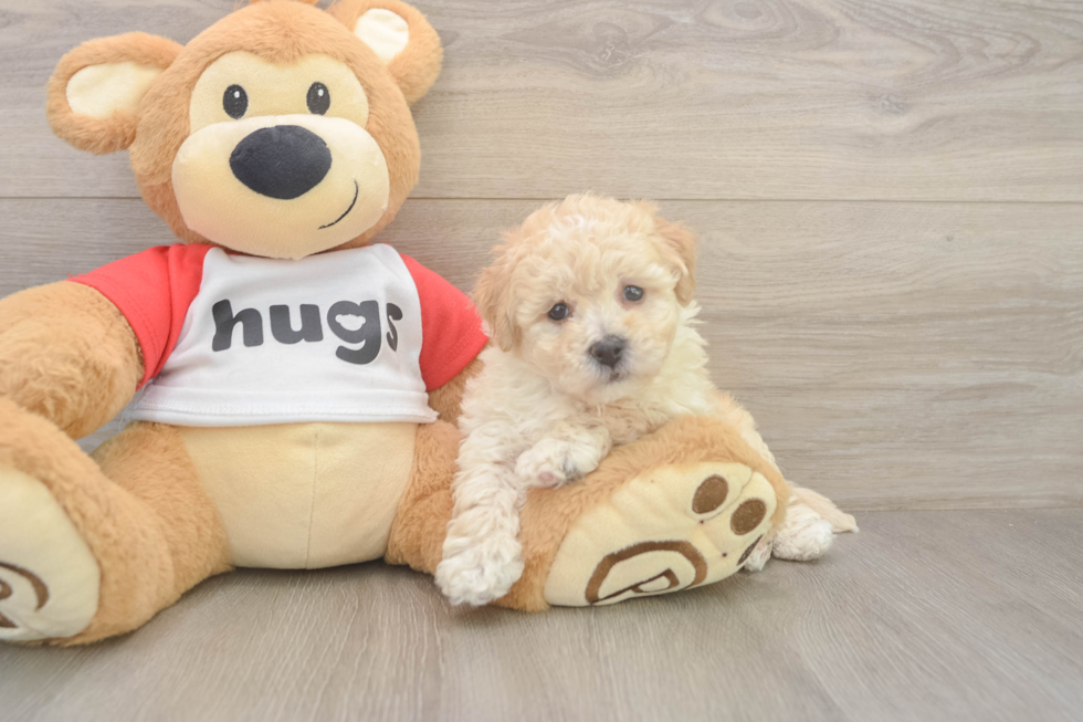 Funny Poochon Poodle Mix Pup