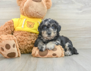 7 week old Poochon Puppy For Sale - Lone Star Pups